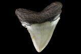 3.35" Fossil Megalodon Tooth - North Carolina - #129962-1